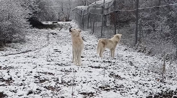 Τρεις λευκοί λύκοι υποδέχονται το πρώτο χιόνι στον Αρκτούρο. Βίντεο με την κραυγή-κάλεσμα