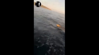 Ψαράδες κατέγραψαν λύκο να κολυμπά στη θάλασσα! Το απίστευτο βίντεο από το Τρίκερι Μαγνησίας