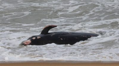 Νεκρές φάλαινες ξεβράστηκαν στις ακτές της Κύπρου. Πιθανή η σύνδεση με τους σεισμούς στην Τουρκία και τη Συρία