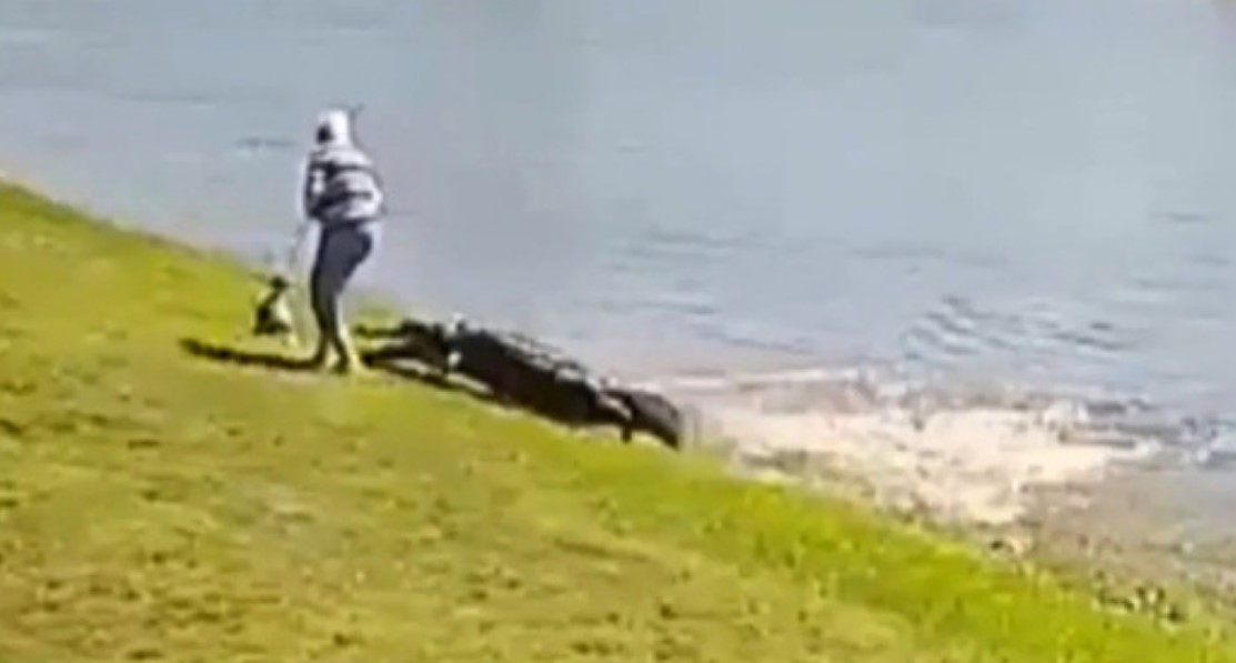 “Την έπιασε”. Σοκάρει το βίντεο με την θανατηφόρα επίθεση αλιγάτορα σε ηλικιωμένη και το σκύλο της στη Φλόριντα