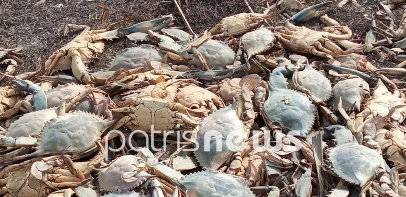 Μαζικός θάνατος χιλιάδων καβουριών στη λιμνοθάλασσα Κοτυχίου στην Ηλεία. Άγνωστοι οι λόγοι της οικολογικής καταστροφής