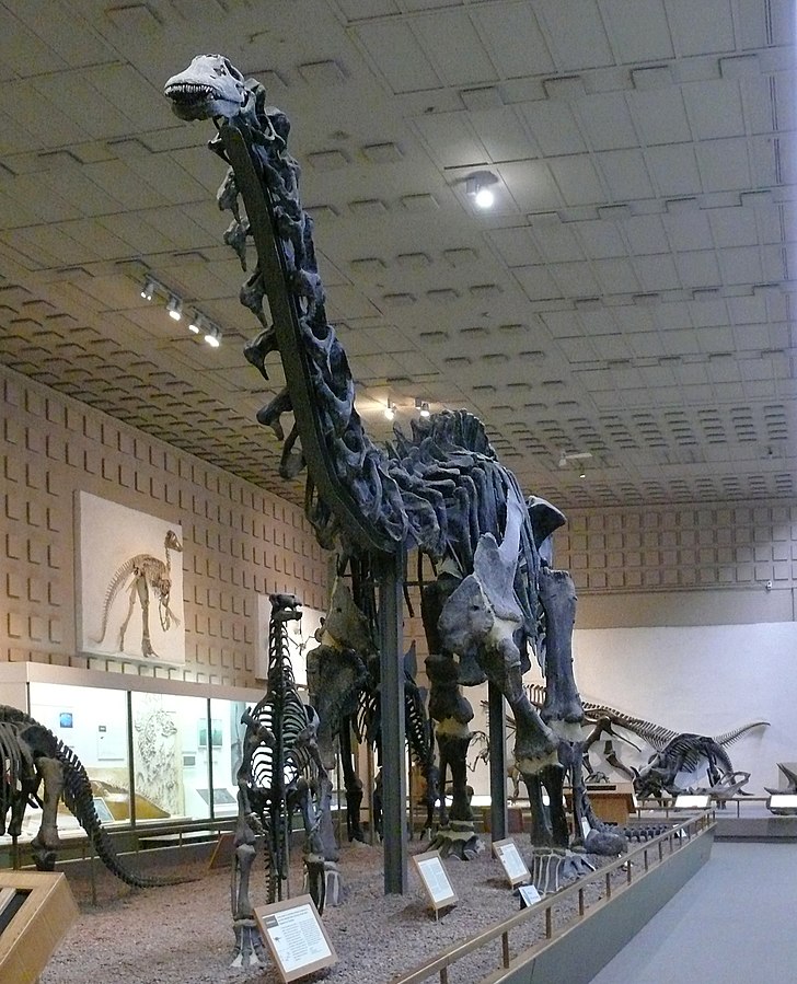 Brontosaurus_Yale_Peabody