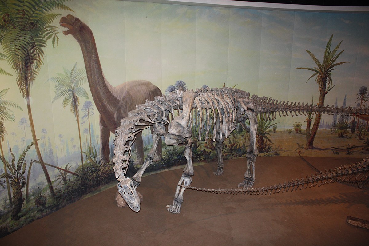 Camarasaurus_Royal_Tyrrell_Museum_of_Paleontology