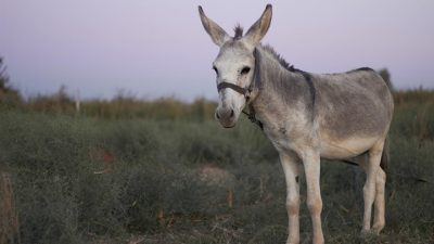 Συνελήφθη άνδρας στη Μυτιλήνη γιατί είχε δέσει το γάιδαρό του στα πόδια