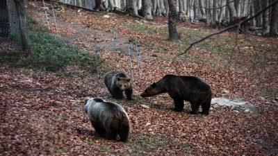 Ήρθε η Άνοιξη. Ξύπνησαν οι αρκούδες στο Κέντρο Προστασίας στο Νυμφαίο και ψάχνουν για τροφή