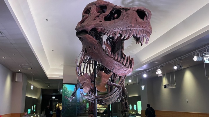 Τυραννόσαυρος Ρεξ. Ανατροπή σε όσα ξέραμε για τα τεράστια δόντια του. Τι δείχνει έρευνα επιστημόνων