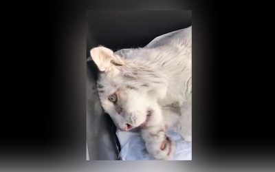Άγνωστος πέταξε τεσσάρων μηνών λευκή τίγρη στα σκουπίδια στο Αττικό Πάρκο. Δίνει μάχη για να ζήσει