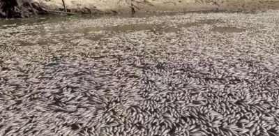 Εκατομμύρια νεκρά ψάρια σε λίμνη της Αυστραλίας, από το κύμα καύσωνα που πλήττει τη χώρα (βίντεο)