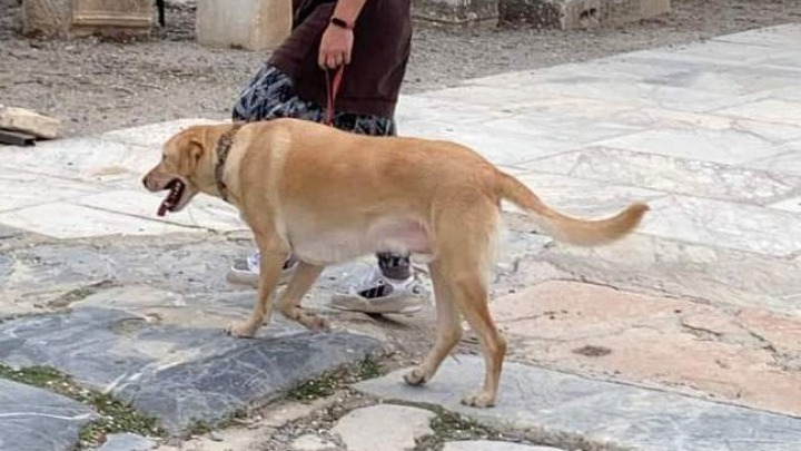 Ιταλία. Με ανάλυση DNA θα εντοπίζονται οι ιδιοκτήτες των σκύλων που αφήνουν τα περιττώματα των ζώων τους στον δρόμο