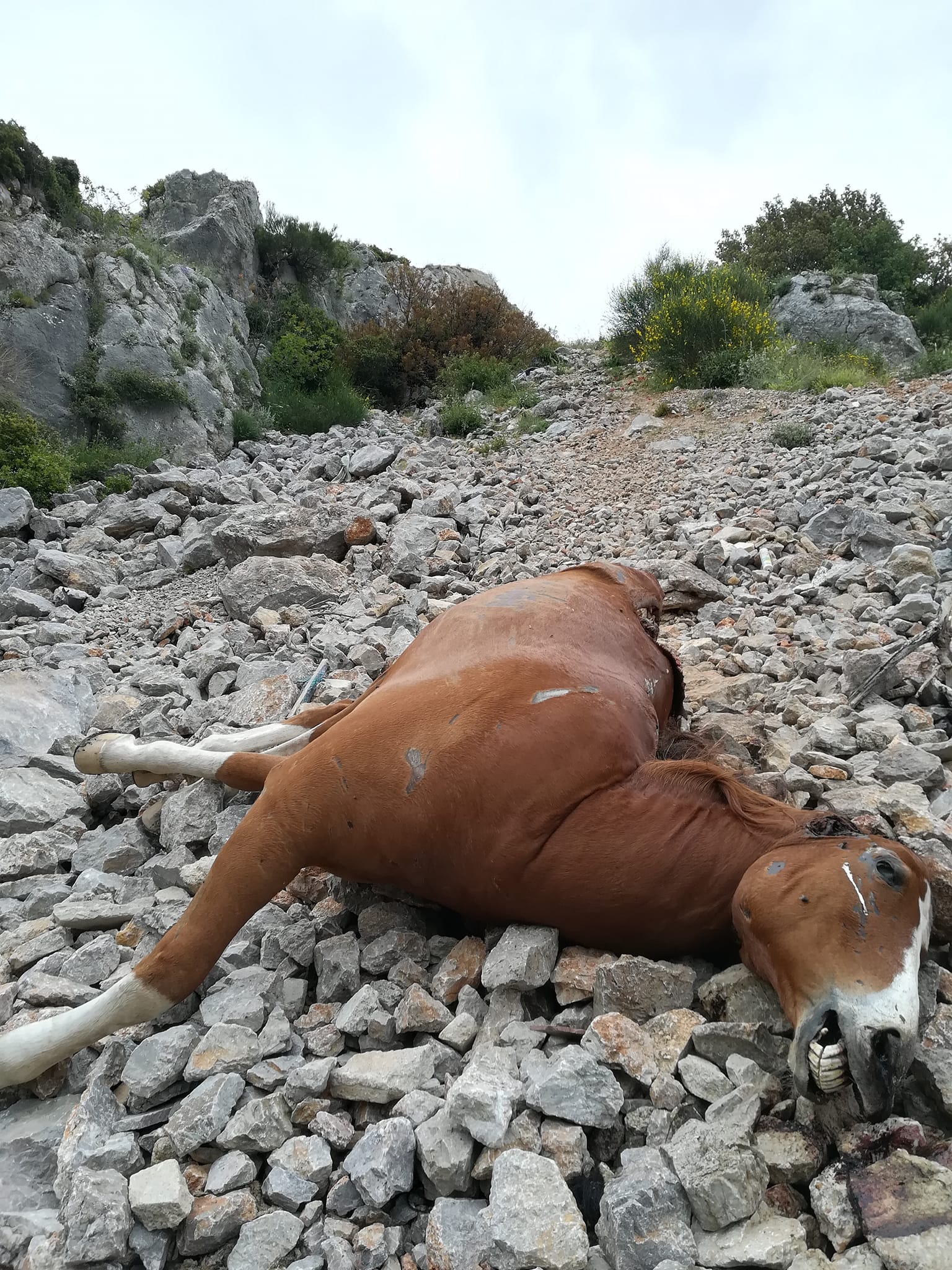 Σε εξέλιξη προανακριτική διαδικασία για τα νεκρά άλογα στην Πάρνηθα.  Καταγγελίες και για άλλα περιστατικά