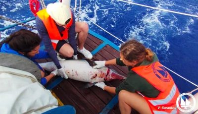 Ακόμη δύο νεκρά δελφίνια στο Αιγαίο. «Από σκάφη από την Τουρκία η θανάτωση» λέει η οργάνωση «Αρχιπέλαγος»