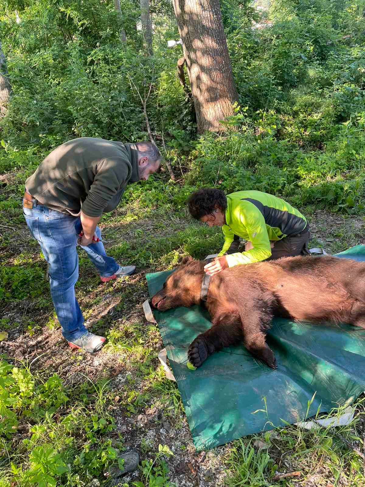 «Συνέλαβαν» αρκούδα που ξεκλήρισε κοτέτσια στο Βαρικό Φλώρινας και της άλλαξαν περιοχή