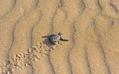 Οι χελώνες καρέτα καρέτα μεταναστεύουν λόγω κλιματικής αλλαγής. Έκαναν αυγά σε παραλίες της Ισπανίας