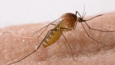 Επιστήμονες στο Ισραήλ ανέπτυξαν ένα «σούπερ απωθητικό». Διώχνει κατά 99% τα κουνούπια