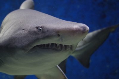 Καρχαρίας επιτέθηκε και σκότωσε 24χρονο κολυμβητή στην Ερυθρά Θάλασσα