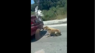 Ελεύθερος χωρίς περιοριστικούς όρους ο 75χρονος που έσερνε το σκυλί με το ΙΧ στη Ζάκυνθο