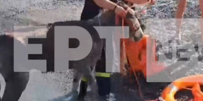 Απεγκλώβισαν γαϊδούρια διά θαλάσσης από απόκρημνη παραλία της Καρπάθου (βίντεο)