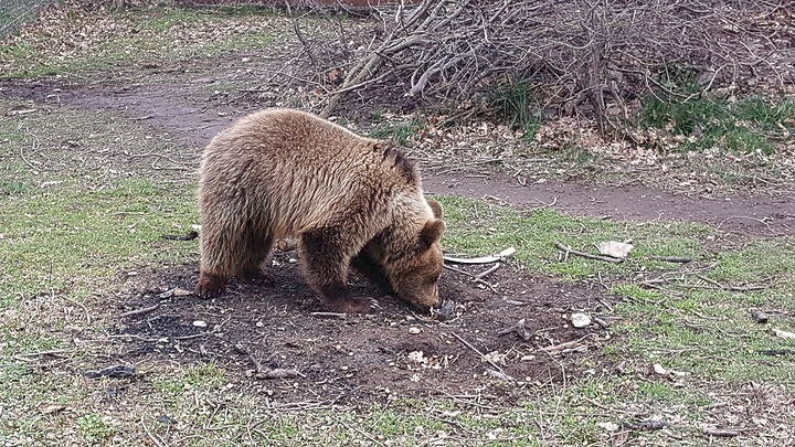 Ανησυχία από την νέα εμφάνιση αρκούδας στον Ταξιάρχη. Έκανε επιδρομή στα μελίσσια και άρπαξε πρόβατα