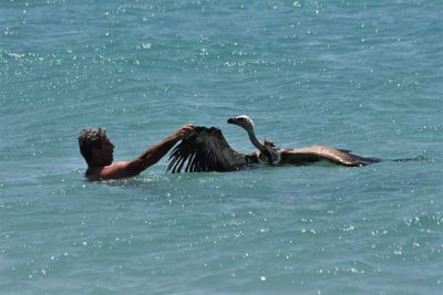 Γύπας έπεσε στη θάλασσα και τον έσωσε λουόμενος. ΑΝΙΜΑ: Δεκάδες περιστατικά με αφυδατωμένα πτηνά
