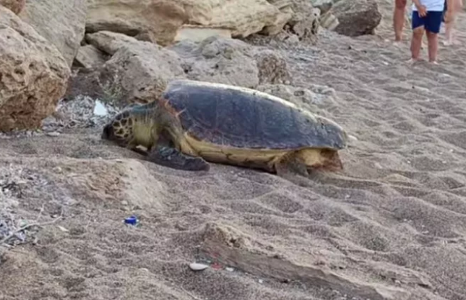 Βίντεο με τη στιγμή που καρέτα-καρέτα αναζητά μέρος να γεννήσει σε παραλία των Χανίων