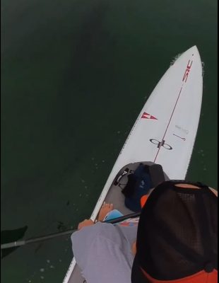 ΗΠΑ. Κωπηλάτης ήρθε αντιμέτωπος με καρχαρία την ώρα που έκανε sup (Βίντεο)
