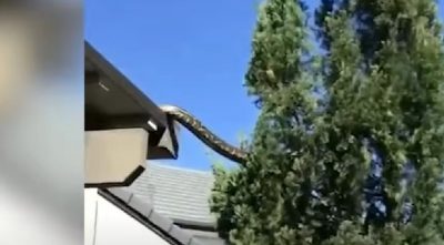 Πύθωνας 13 μέτρα γλιστρά από την οροφή σπιτιού στην Αυστραλία. Το βίντεο έγινε viral