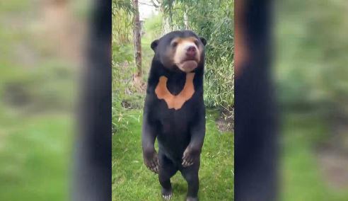 Ζωολογικός κήπος στην Αγγλία μετά το σάλο στην Κίνα. «Έχουμε αρκούδα που στέκεται σαν άνθρωπος»