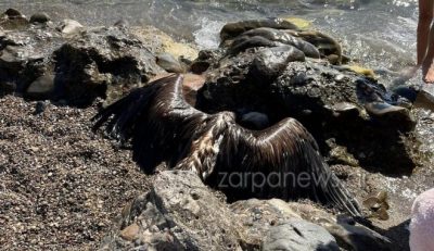 Γυπαετός εντοπίστηκε νεκρός σε παραλία της Κρήτης. Πληθαίνουν τα περιστατικά εξάντλησης και θανάτων