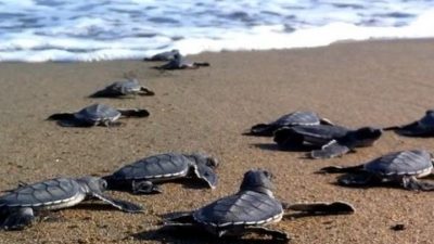 Παγκόσμιο ρεκόρ 37 χρόνων αναπαραγωγικής ζωής για θαλάσσια χελώνα στη Ζάκυνθο. Αυξημένος φέτος ο αριθμός στις φωλιές