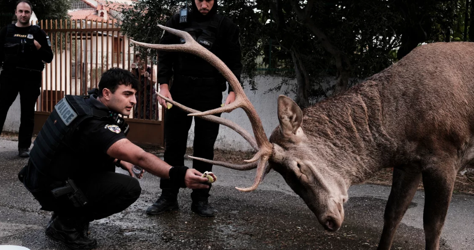 Πάρνηθα. Ελάφι κατέβηκε στο Μενίδι λόγω της φωτιάς. Αστυνομικοί το τάισαν σύκα