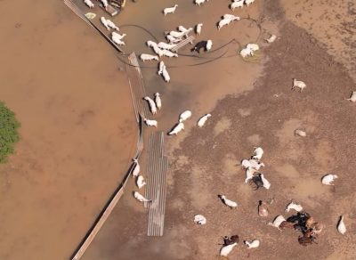 Απέραντο νεκροταφείο ζώων από τις πλημμύρες ο Θεσσαλικός κάμπος. Σκληρές εικόνες (Βίντεο)