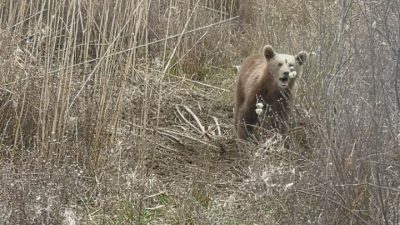 Πυροβόλησαν και σκότωσαν αρκουδάκι λίγων μηνών στη Φλώρινα. Το εντόπισε κτηνοτρόφος και ενημέρωσε τον «Αρκτούρο»