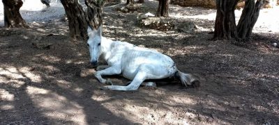 Νέο περιστατικό κακοποίησης ζώου στη Λέσβο. Άλογο βρέθηκε ημιθανές και σε άθλια κατάσταση