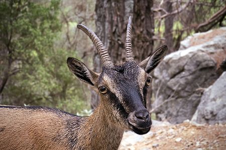 Κυνηγοί απ’ όλο τον κόσμο στο νησάκι Σαπιέντζα νότια της Πελοποννήσου. Φωτογραφίζονται δίπλα στα θηράματά τους