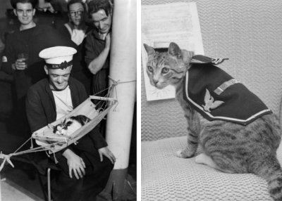 Όταν οι γάτες ήταν απαραίτητα μέλη του ναυτικού. Γιατί απαγορεύτηκε η “υπηρεσία” τους μετά τον Β’ Π.Π.
