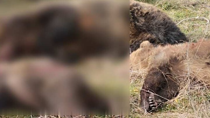 Δολοφόνησαν αρκούδα και τα δυο της μικρά που ακόμη θήλαζαν στην Καστοριά