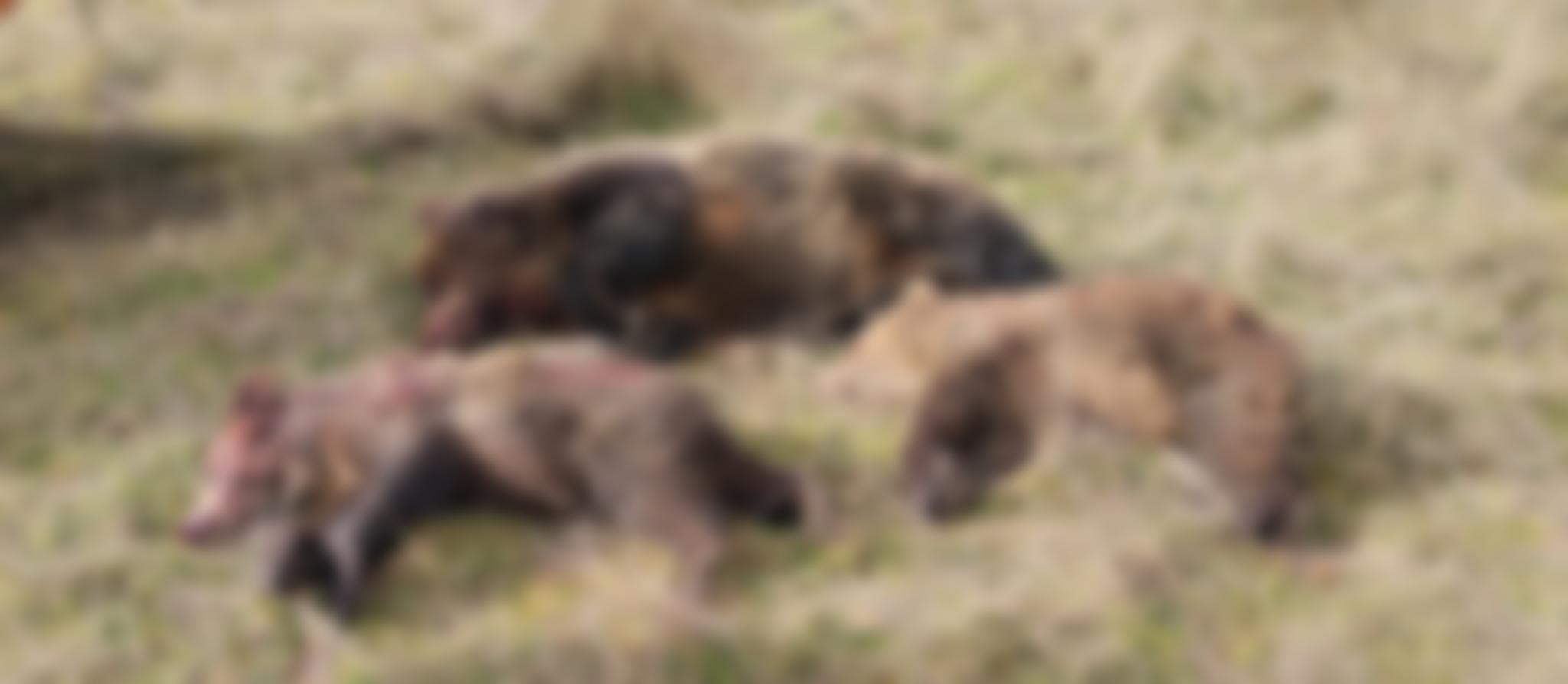 Στην δημοσιότητα βίντεο και φωτογραφίες από την εκτέλεση των αρκούδων. Ζητούν κυβερνητική δράση για τον εντοπισμό του δράστη (Σκληρές εικόνες)
