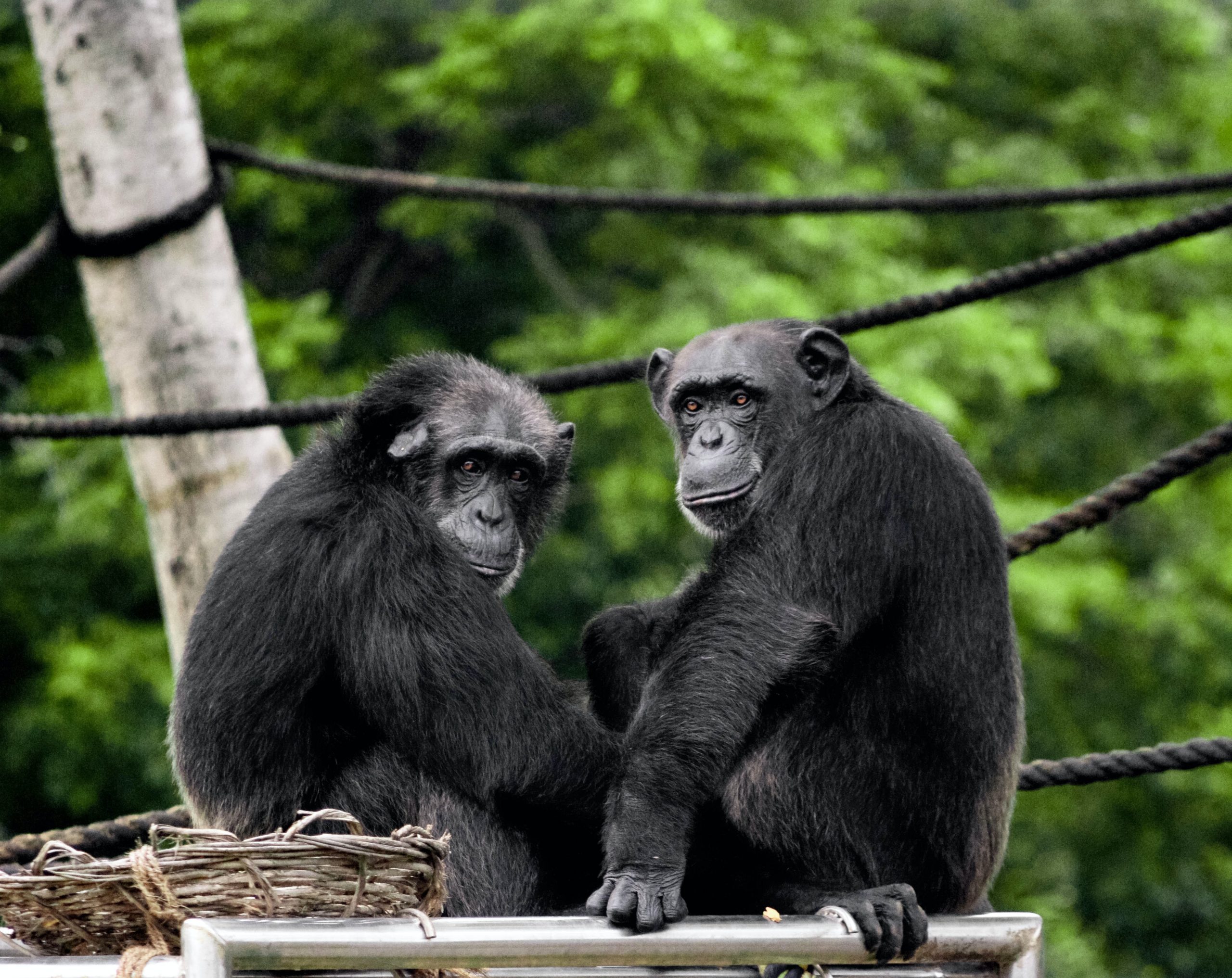 Οι χιμπατζήδες και οι μπονόμπο θυμούνται παλιούς “φίλους” τους δεκαετίες αργότερα. Τι έδειξε επιστημονικό πείραμα