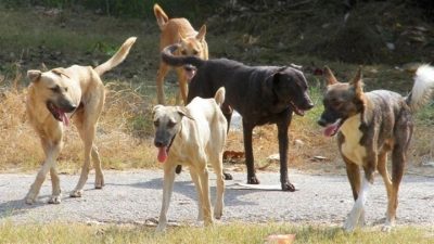 Παρέμβαση της εισαγγελέως του Αρείου Πάγου για τον βασανισμό και τη θανάτωση σκύλου στα Μέγαρα