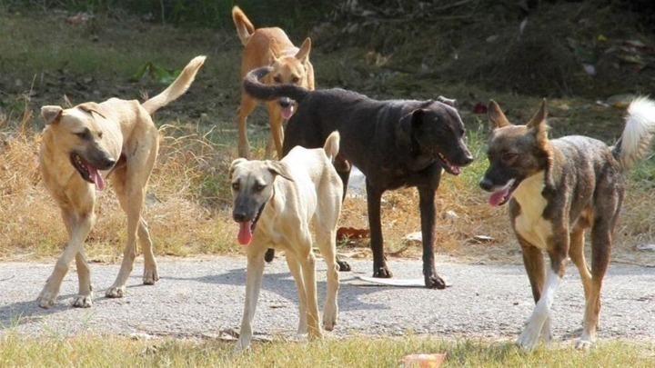 Για ανθρωποκτονία από αμέλεια κατηγορείται ο ιδιοκτήτης τριών σκυλιών που τραυμάτισαν θανάσιμα 50χρονη στη Θεσσαλονίκη