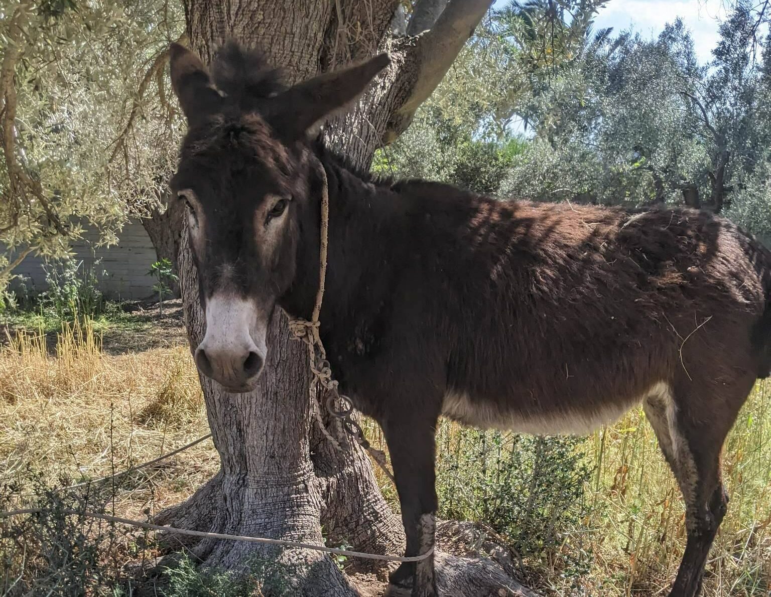 Κακούργημα στο εξής η θανάτωση ιπποειδούς λόγω μόνιμου δεσίματος