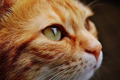 Βρέθηκαν 100 νεκρές γάτες θαμμένες σε κήπο σπιτιού και σε καταψύκτη στη Γαλλία