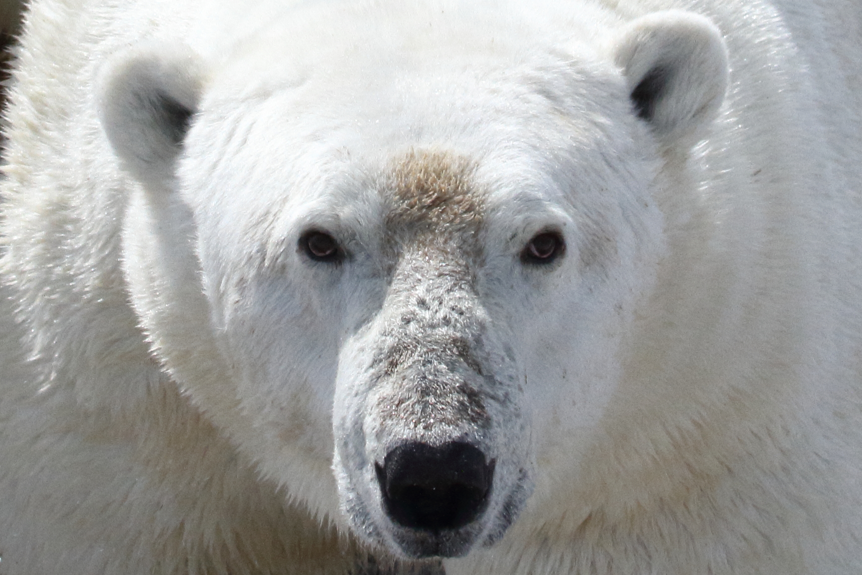 Οι πολικές αρκούδες σε κίνδυνο λιμοκτονίας. Τι δείχνει νέα έρευνα