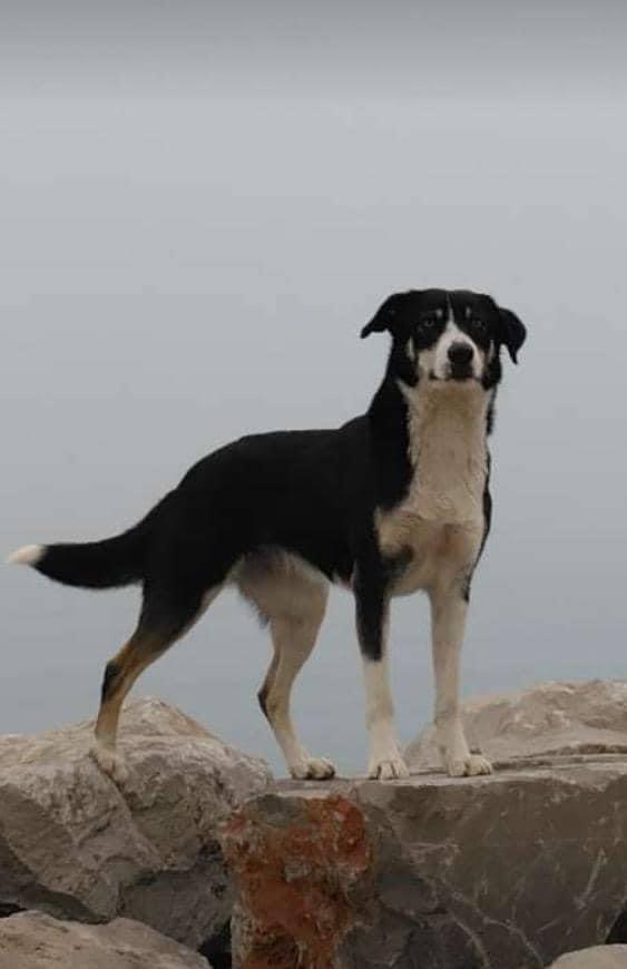 Σκυλίτσα χάθηκε  στα ελληνοτουρκικά σύνορα και τη βρήκε 1 χρόνο μετά στη Σερβία. Διένυσε 1000χλμ
