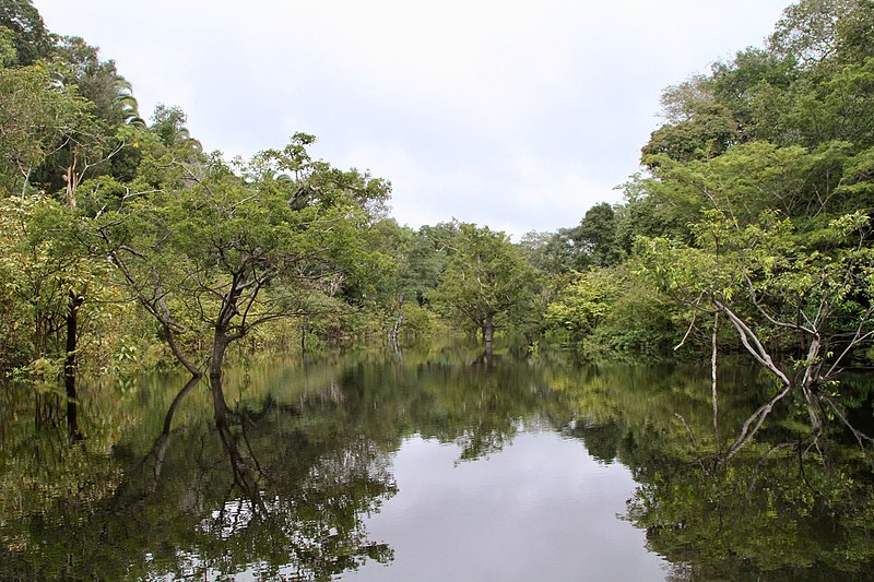 Μερίδιο ευθύνης σε Η&M και ZARA για την αποψίλωση του δάσους του Αμαζονίου, σύμφωνα με την ΜΚΟ Earthsight