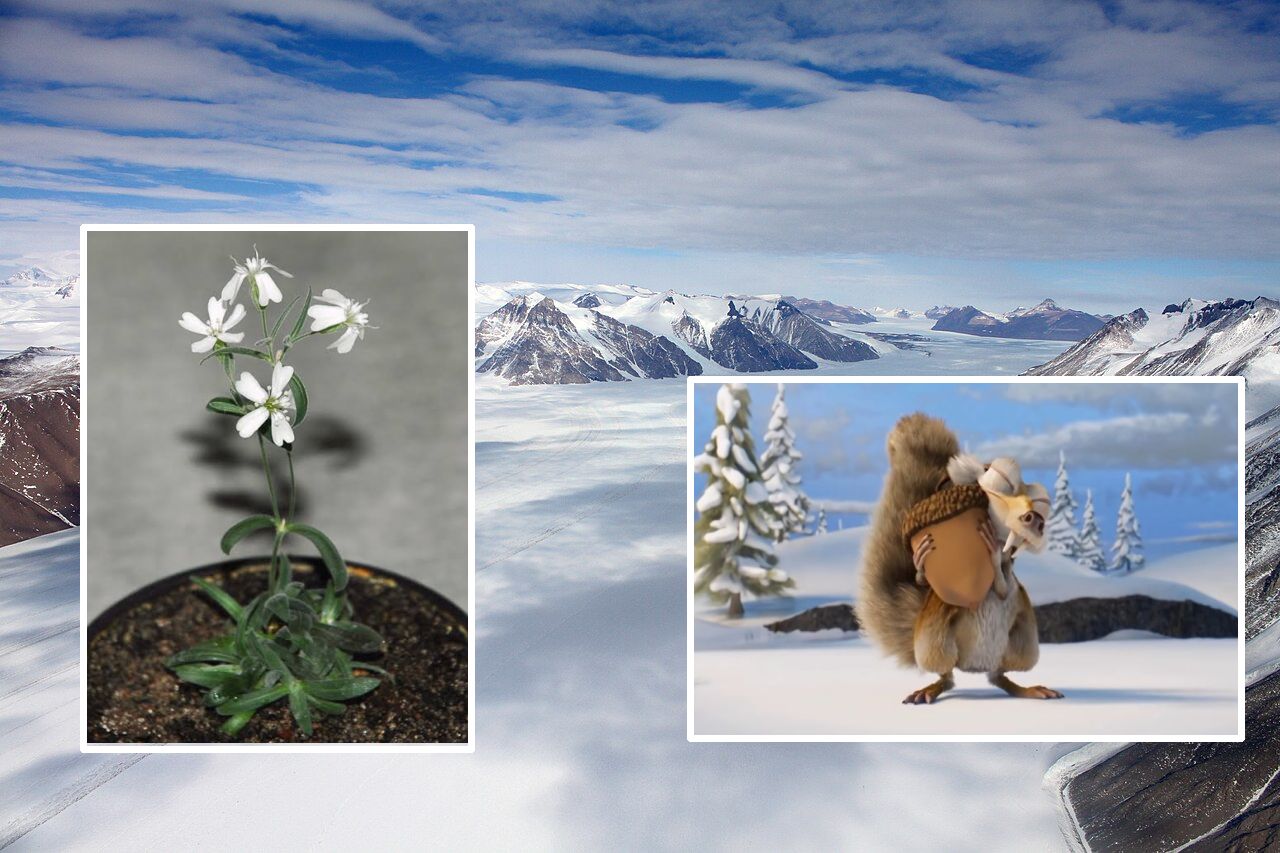 Το λουλούδι των Παγετώνων που άνθισε στο εργαστήριο. Eίναι τo αρχαιότερο φυτό στον κόσμο και είχε θαφτεί από σκίουρο