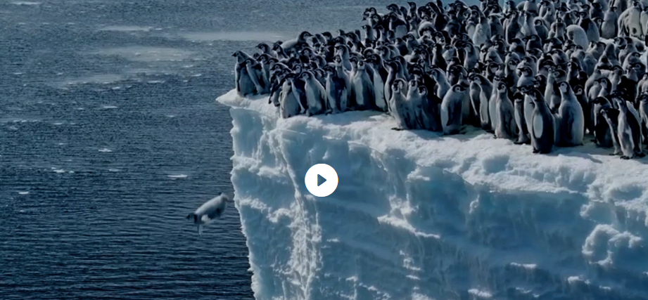 Πιγκουινάκια βουτούν από 15 μέτρα ύψος για το πρώτο τους μπάνιο στον Νότιο Ωκεανό. Το βίντεο του National Geographic