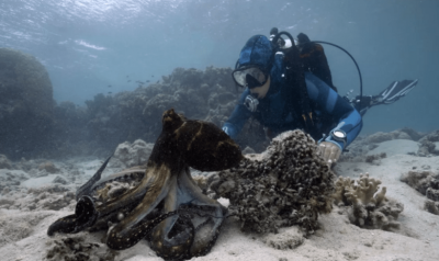 Η στιγμή που μια θαλάσσια βιολόγος επικοινωνεί με χταπόδι στα βάθη του ωκεανού. Χρειάστηκαν 1500 ώρες κάτω από το νερό