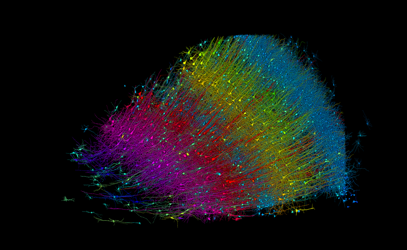 Χάρβαρντ και Google δημιούργησαν τη λεπτομερέστερη απεικόνιση του ανθρώπινου εγκεφάλου με 57.000 κύτταρα