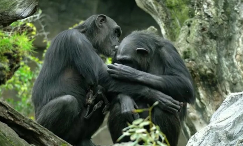 Χιμπατζίνα σε ζωολογικό κήπο της Βαλένθια κουβαλάει για μήνες το νεκρό μωρό της γιατί δεν μπορεί να το αποχωριστεί